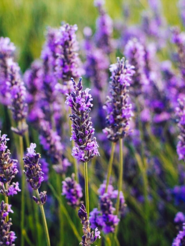 Why Lavender Blossoms Are the Ultimate Symbol of Serenity