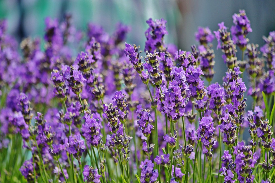 How Lavender Blossoms Can Transform Your Garden